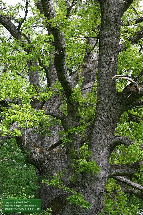 g Oak Quercus robur  17656175080838617541