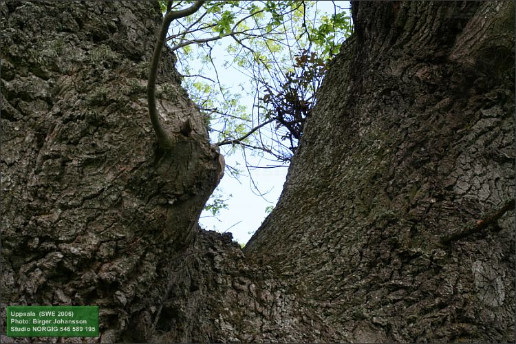 Ek (Quercus robur)