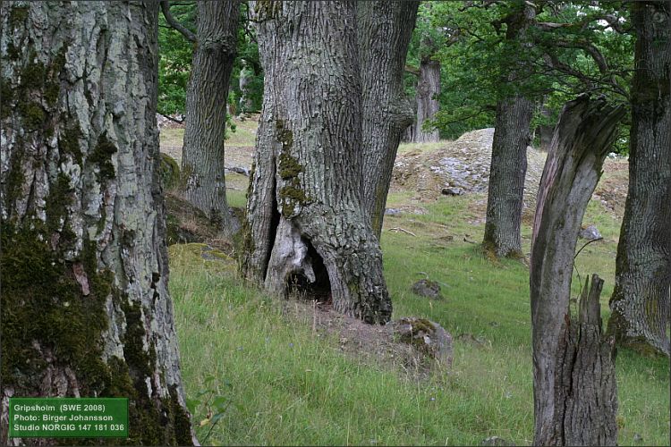 Ekar (Quercus robur)