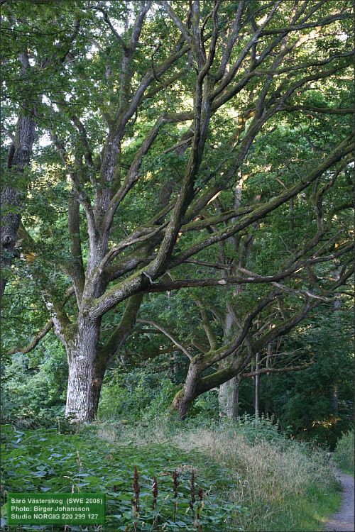 Ekar (Quercus robur)