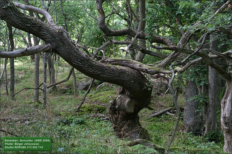 Ekar (Quercus robur)