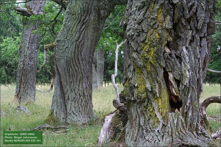 Ekar (Quercus robur)