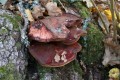 Oxtungsvamp (Fistulina hepatica)