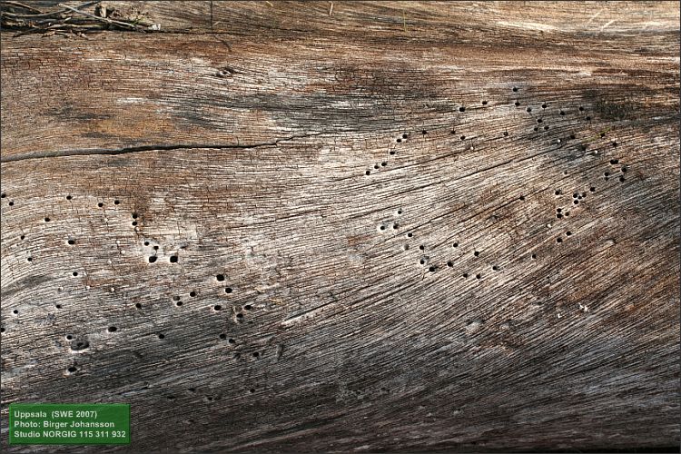 Död insektsangripen trädstam