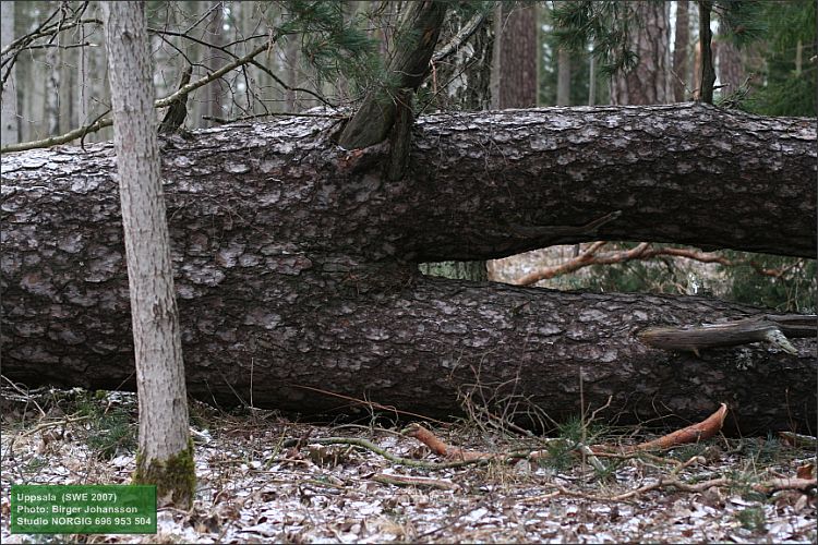 Vindfälle av tall