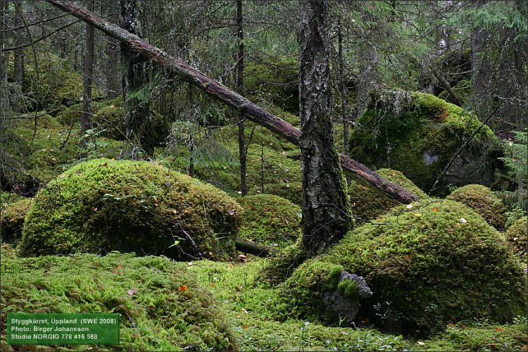 Naturskog med mossa och stenblock