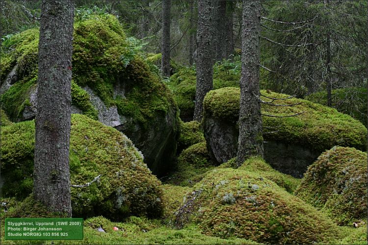 Trollskog vid Styggkärret