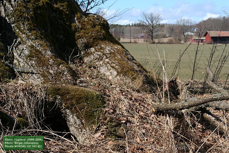 Vid ekjättens rot