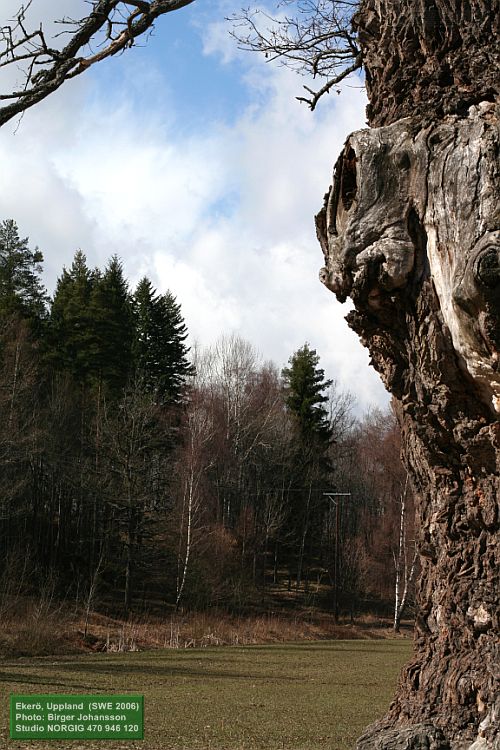 Skogen bakom storeken vid Ekebyhov