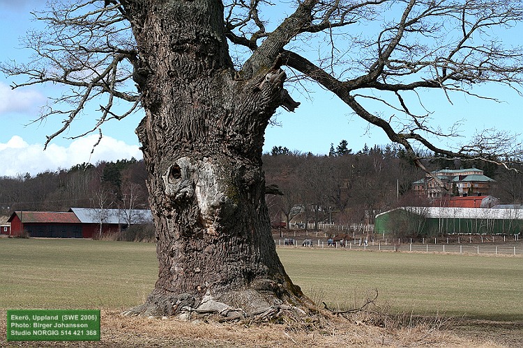 Jätteek, vy mot Ekebyhovs slott