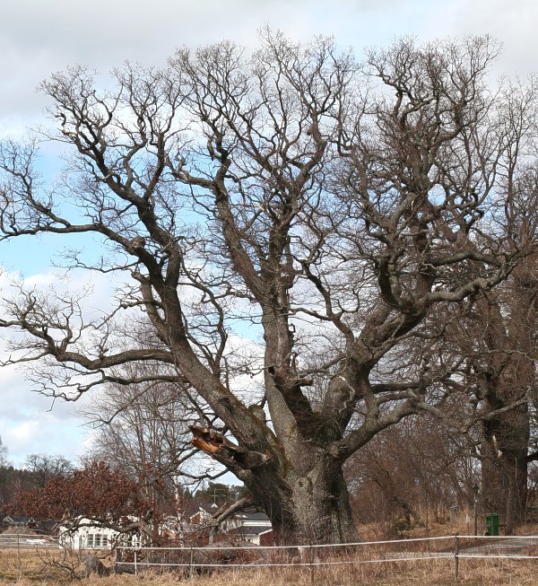 Quercus robur (skogsek) – en ekjätte