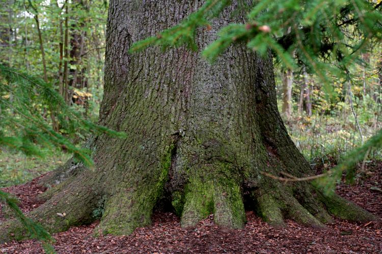 Nederdelen på Upplands största gran (Picea abies).