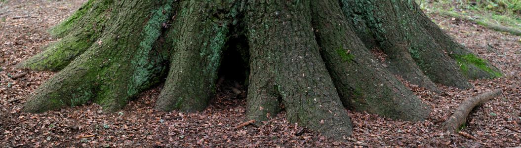 Granrötter som tillhör Upplands största gran (Picea abies).