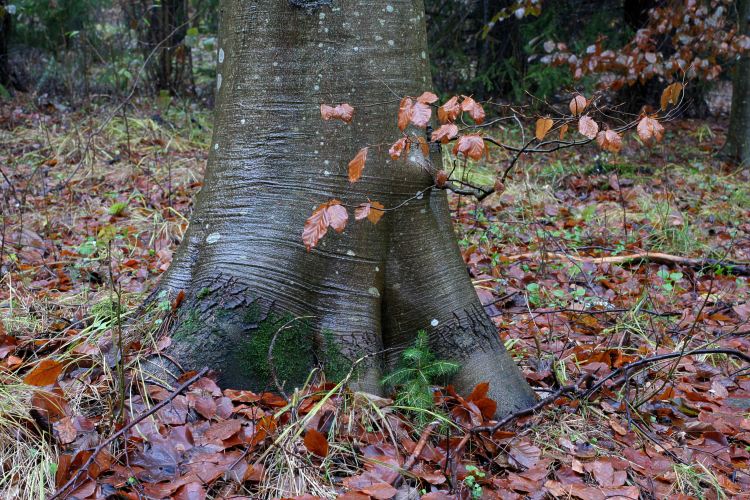 Ung gran (Picea abies) vid bok (Fagus silvatica) i Uppland.