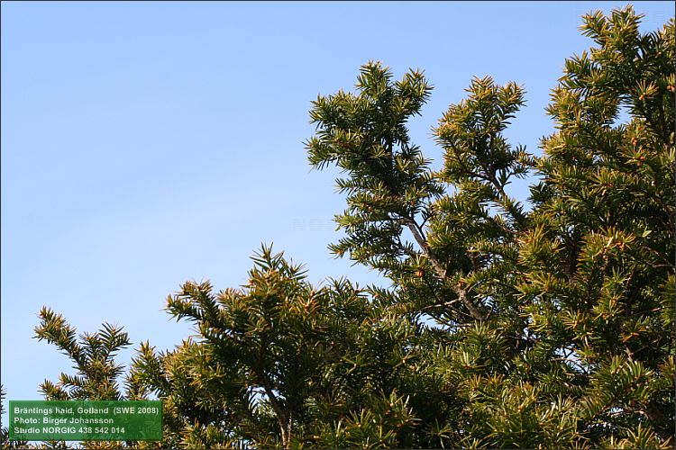 Idegran (Taxus baccata)