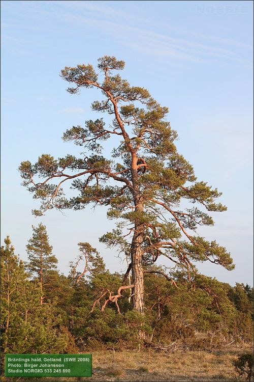 Tall (Pinus sylvestris) på Gotland