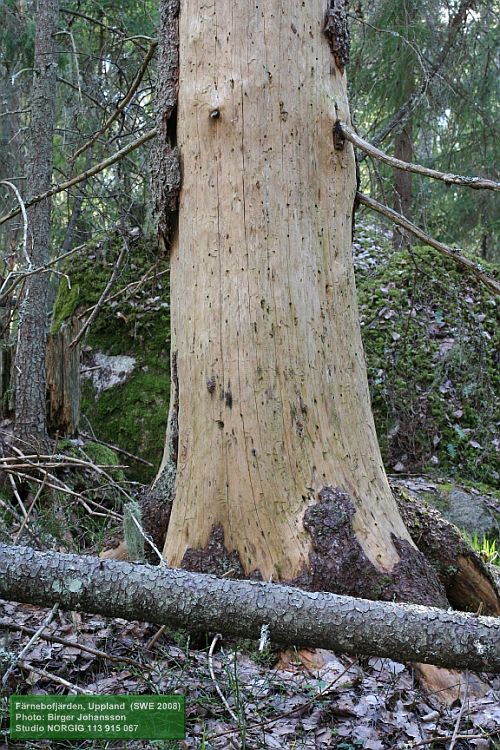 Av hackspett avbarkad död gran (Picea abies)