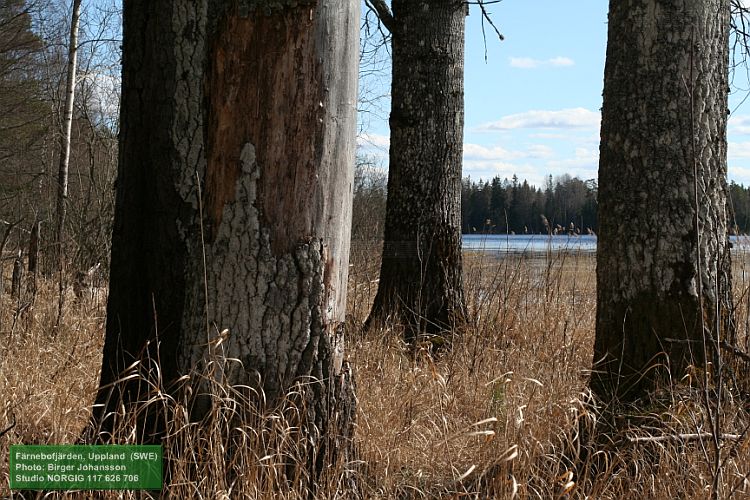 Grova aspar (Populus tremula) vid Dalälven