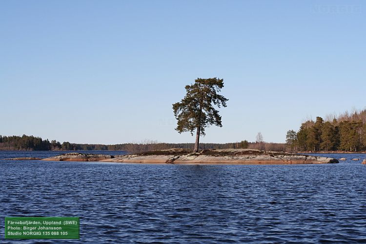 Kobbe med tall (Pinus sylvestis), Färnebofjärden