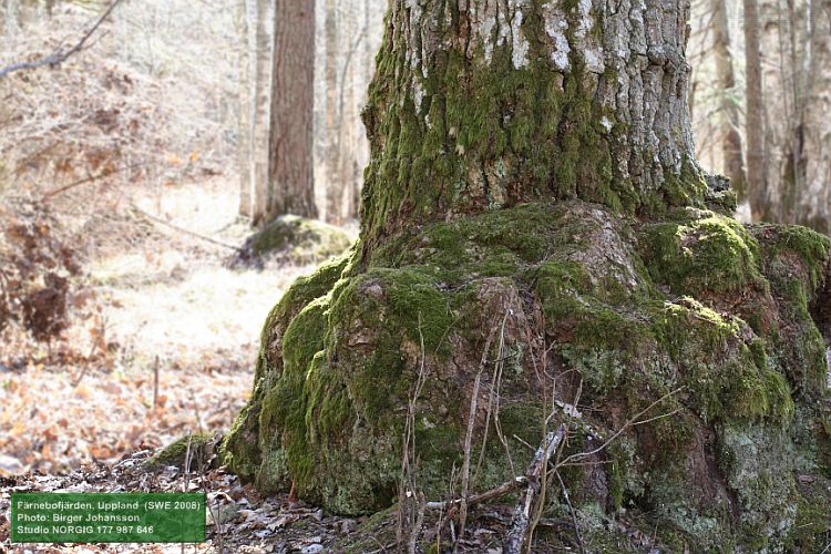 Ek (Quercus robur) med sockel