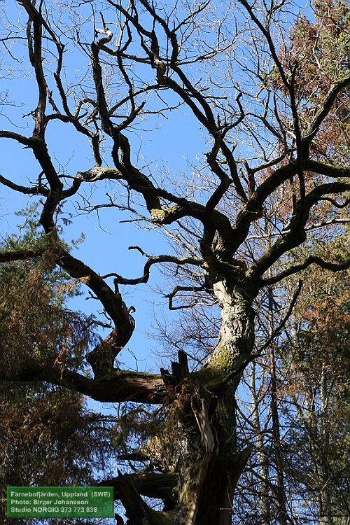 Ekkrona (Quercus robur)