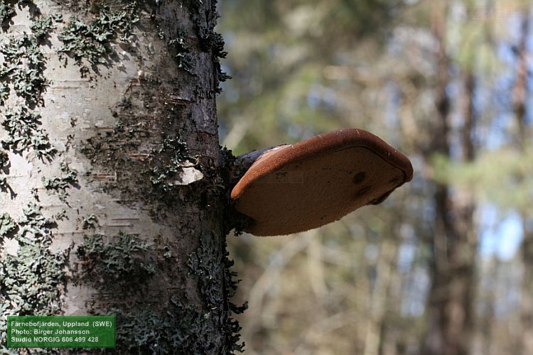 Björkticka (Piptoporus betulinus)