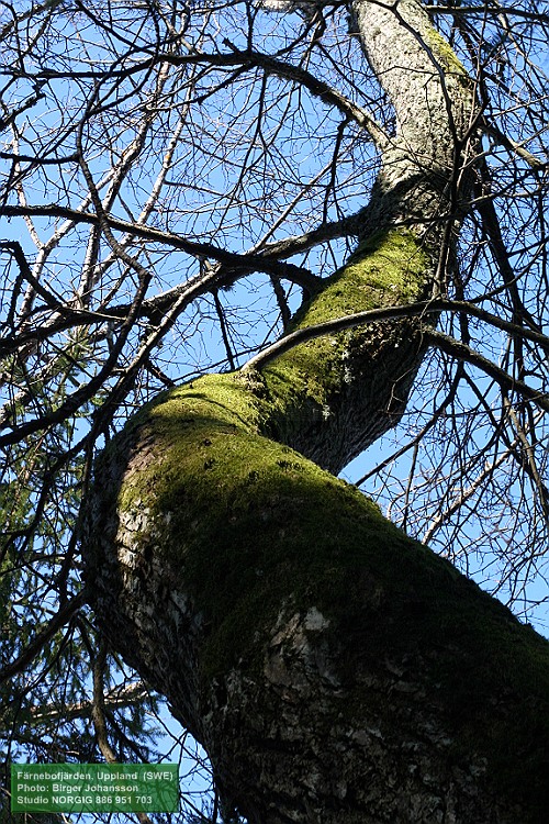 Skogslind (Tilia cordata)