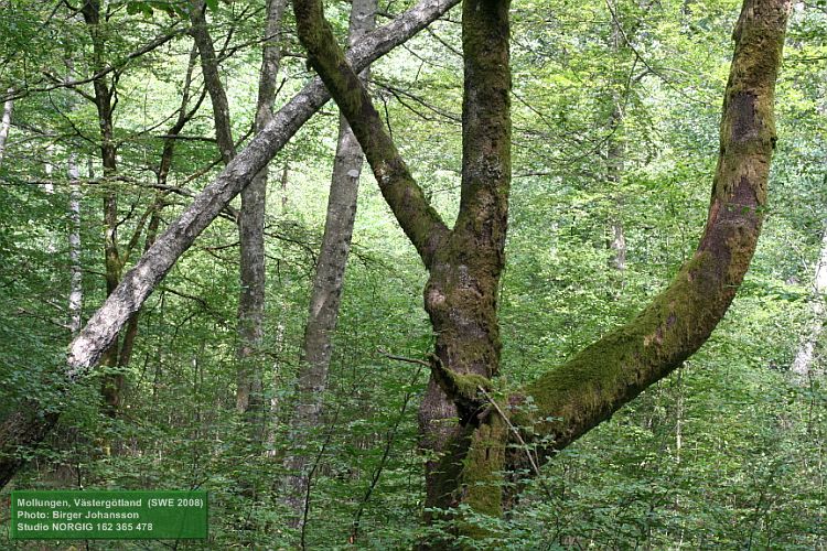 Mossklädd bok (Fagus sylvatica)