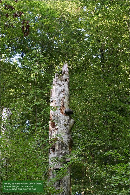 Fnösktickor (Fomes fomentarius) på bokstubbe