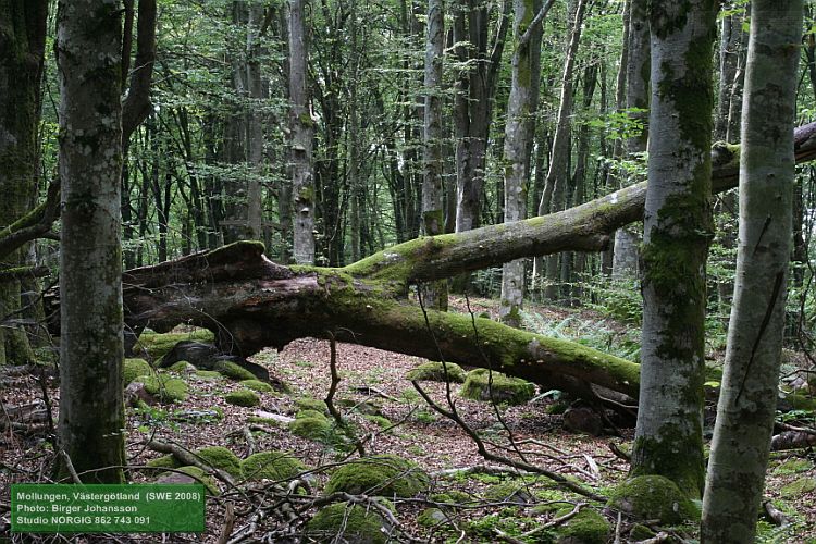 Fallen tvåstammig bok (Fagus sylvatica)