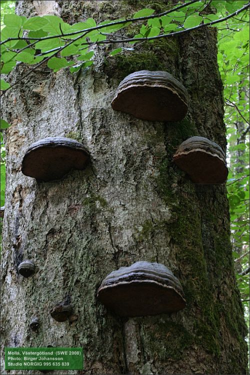 Fnösktickor (Fomes fomentarius) på bok