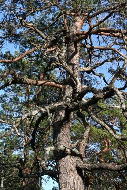Old pine in the Fiby forest, Uppland