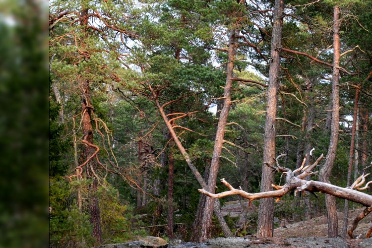 Tallskog i Tyresta nationalpark