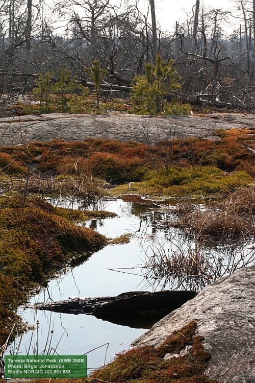 Småtallar, efter skogsbrand