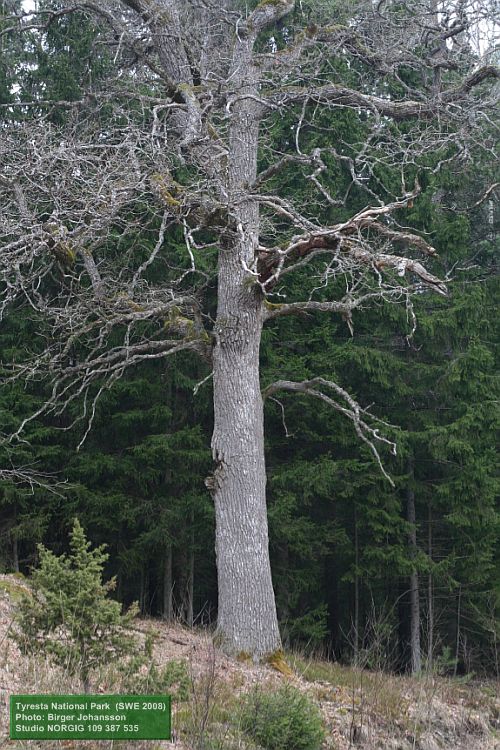 Ek vid Tyresta nationalpark