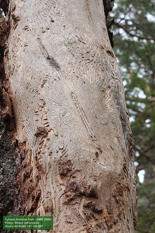 Björksplintborre (Scolytus ratzeburgi), gångar i björkved