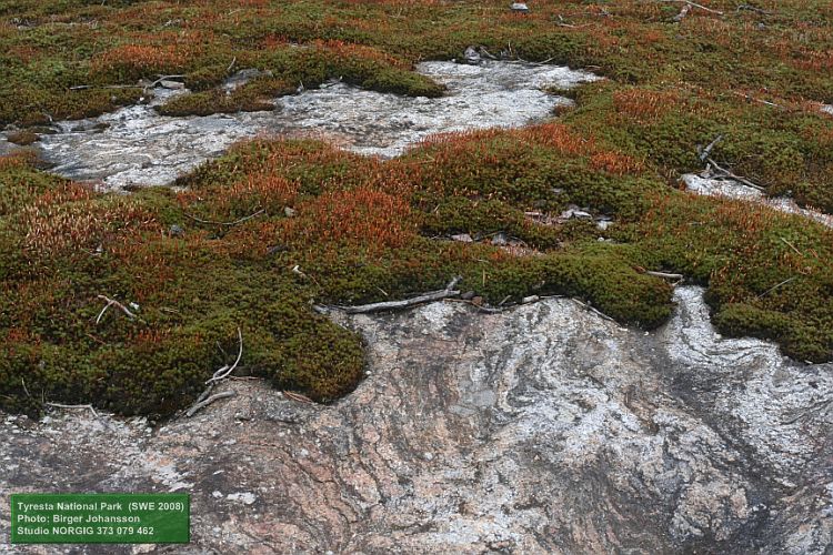 Björnmossa, efter skogsbranden i Tyresta