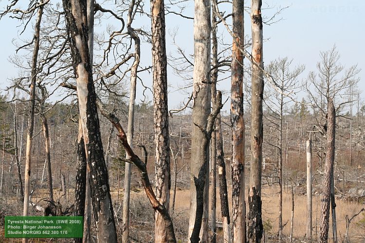 Döda träd efter skogsbrand, Tyresta