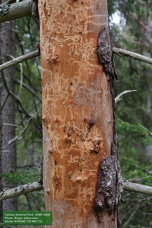 Vågbandad barkbock (Semanotus undatus) , gångar i granved