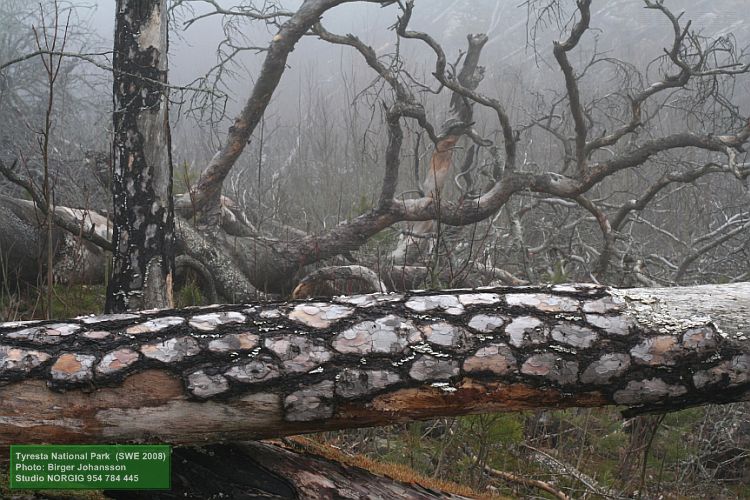 Storbranden i Tyresta, döda träd