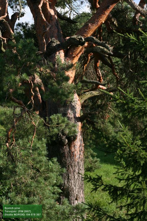 Metsämänty, (Pinus sylvestris), Hiirikoski, Kyrönjoki