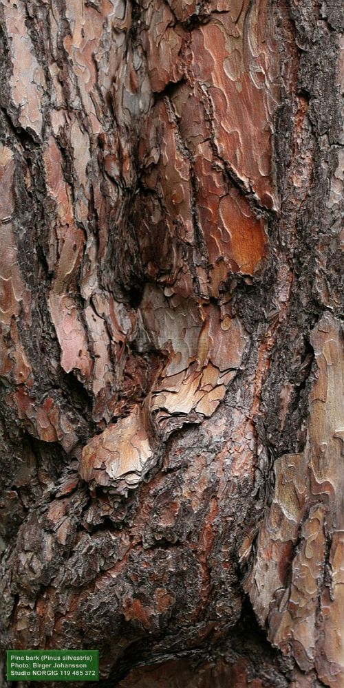 Männyn kaarna (Pinus sylvestris)