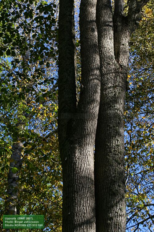 Skogsalm, Ulmus glabra