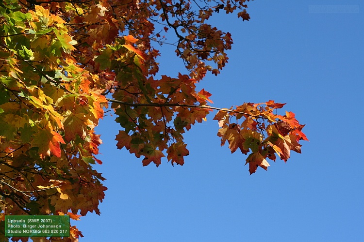 Färggranna lönnlöv mot blå himmel