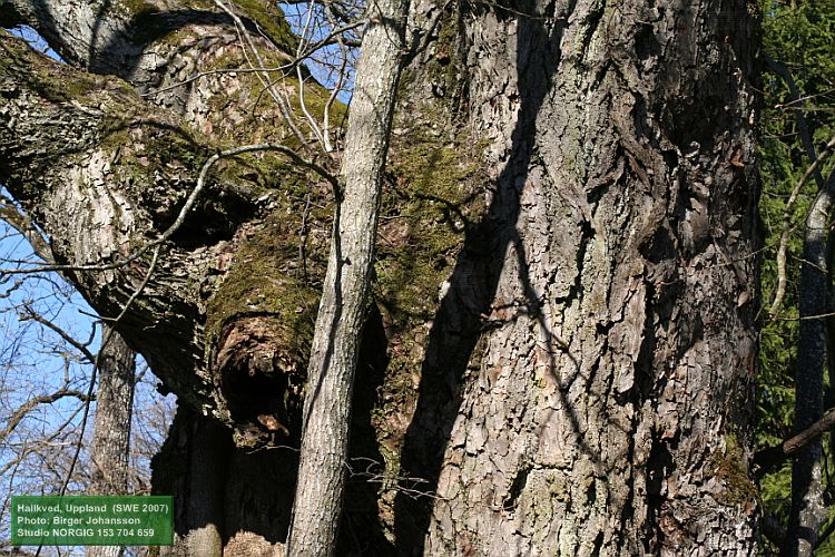 Gammal skogslind, Tilia cordata