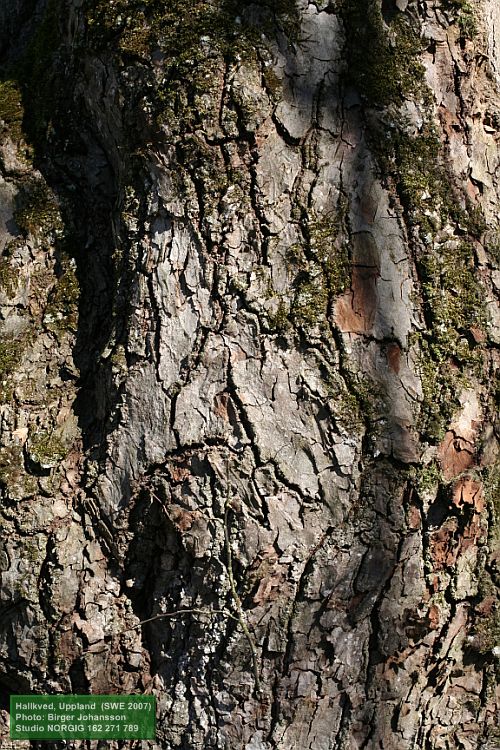 Gammal skogslind, Tilia cordata