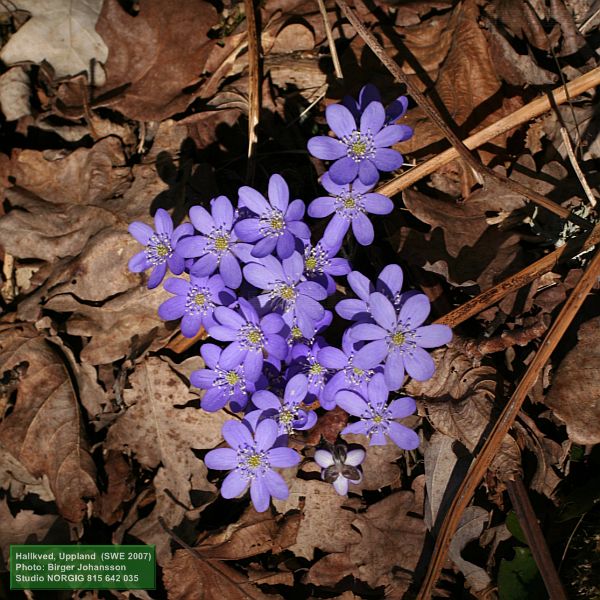 Blåsippa, Hepatica nobilis