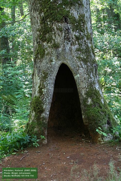 Hålek, hålträd med grotta