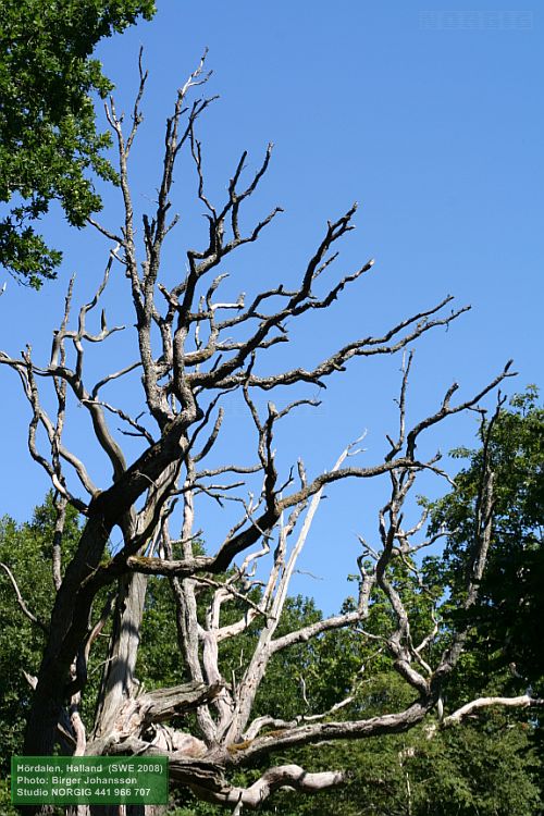 Död ek, dött träd, trädskelett mot blå himmel