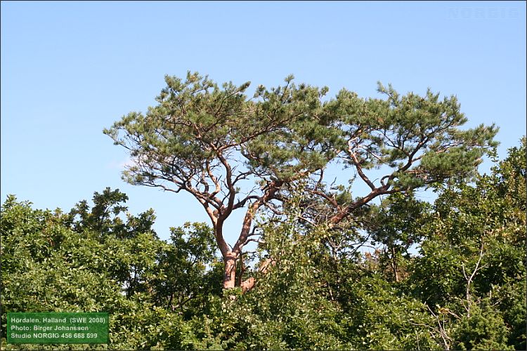 Tall (Pinus sylvestris) och bergek (Qercus petraea)